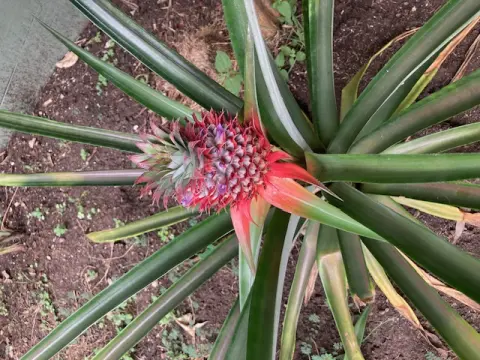 Pineapple
