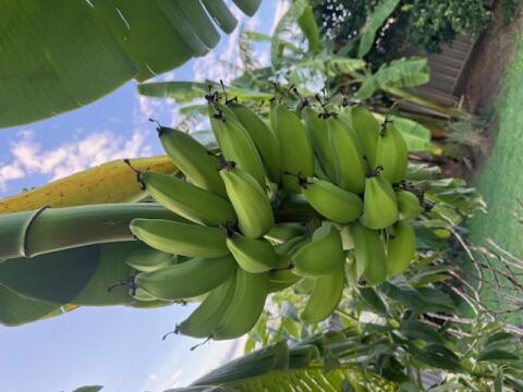 Banana Bunch