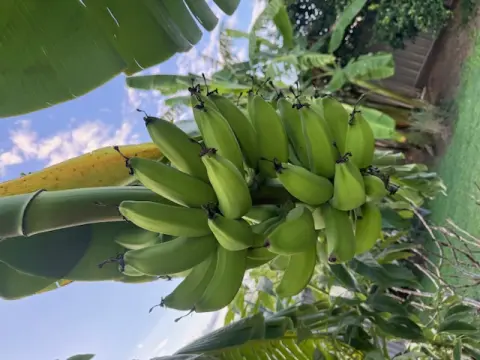 Banana Bunch