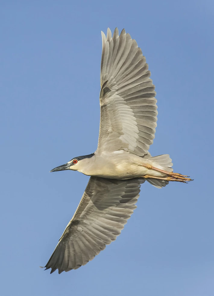 bird in flight