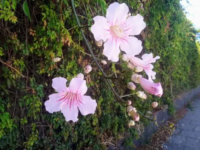 Pink bignonia