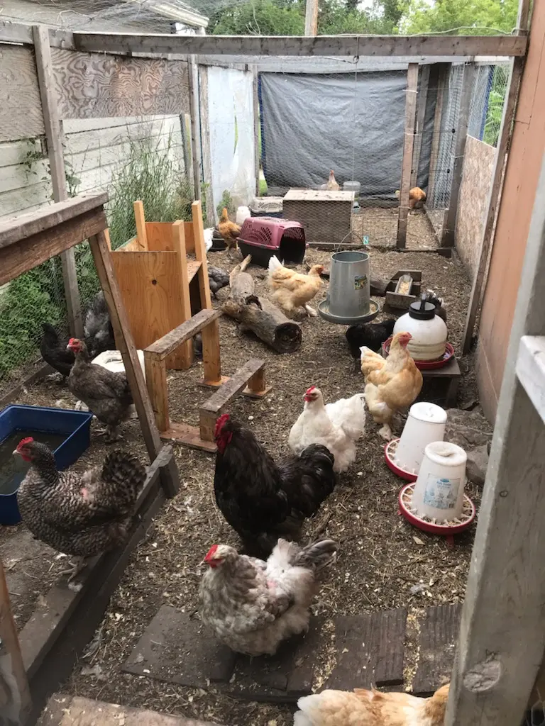 Coops in the middle of a clean out so the run is a little cluttered