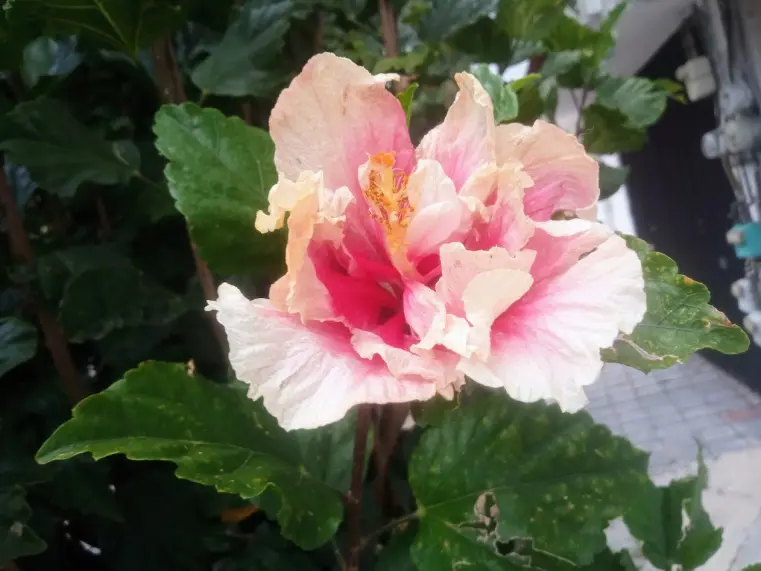 Hebisco's flower