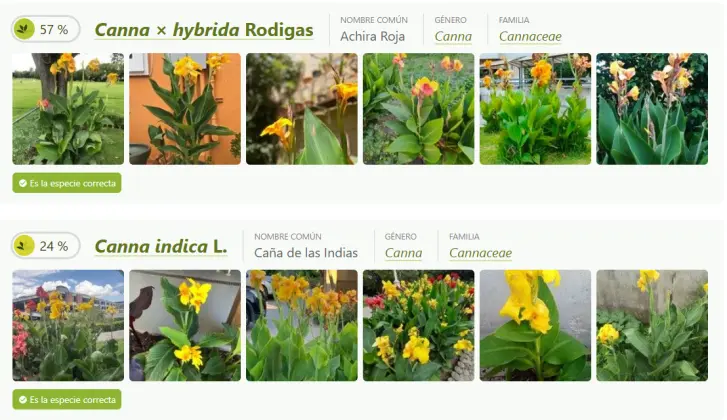 Identificación