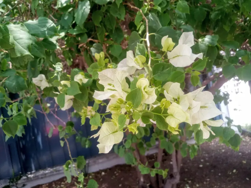 Bougainvillea flowers