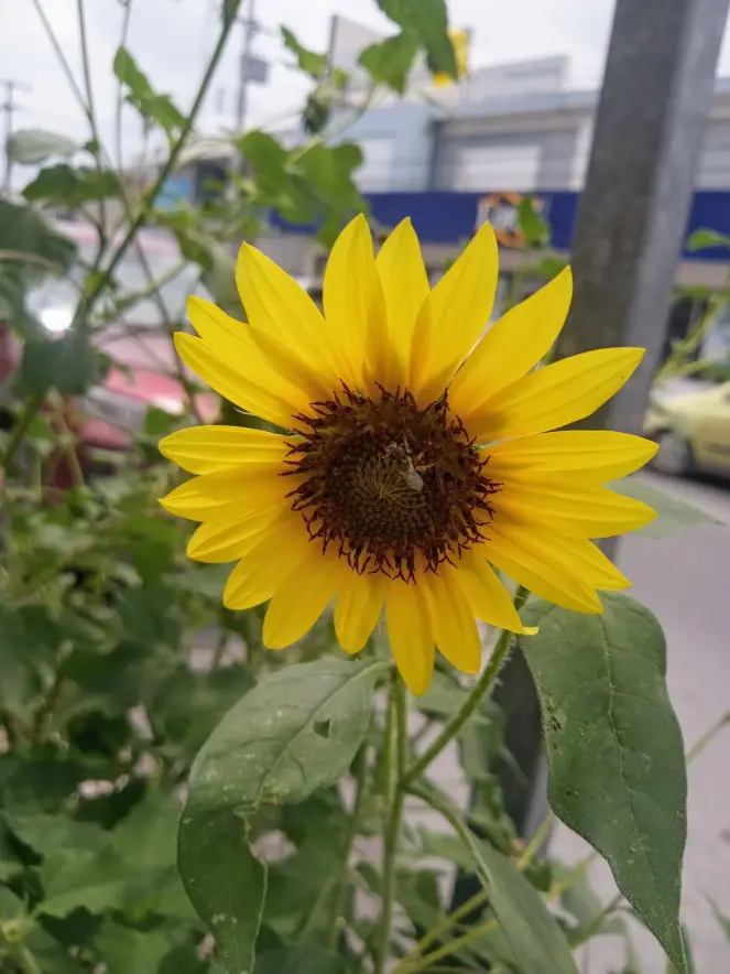 Flor