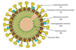 The family of CoronaVirus variants share the same structure