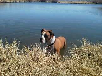 Jack loves the water on a hot day