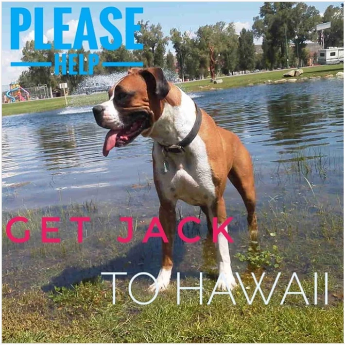 Help Jack get to Hawaii