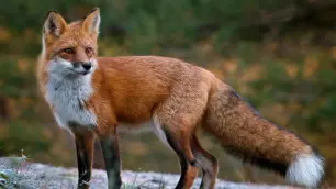 351665157-7c84f3ba88f45659062d9586c0b05fdc1a11113bdc547e34f709563d70968bd1.jpeg