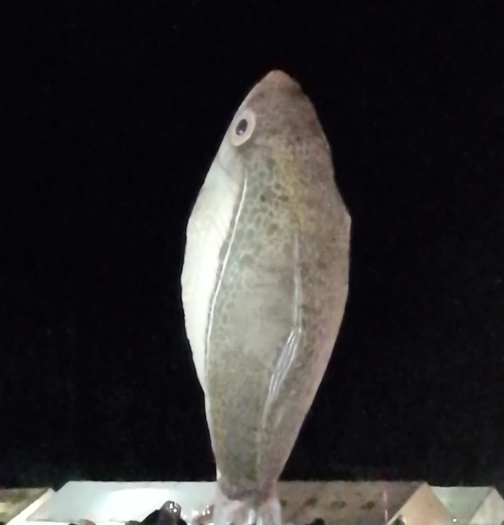 fish balloon