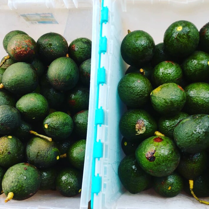 avocado harvest