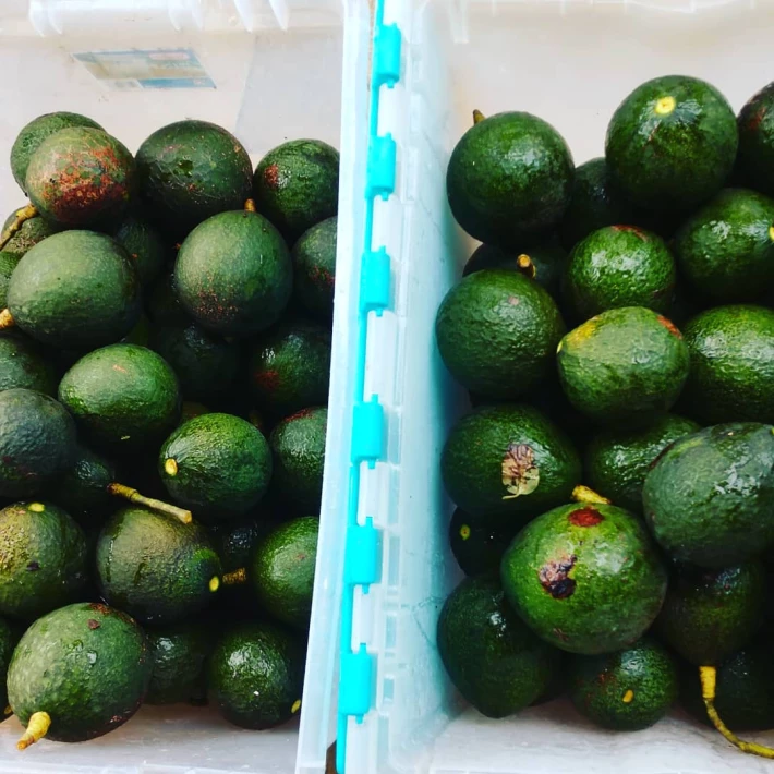 avocado harvest