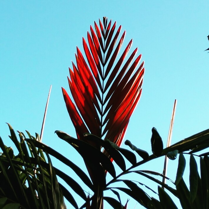 flame thrower palm