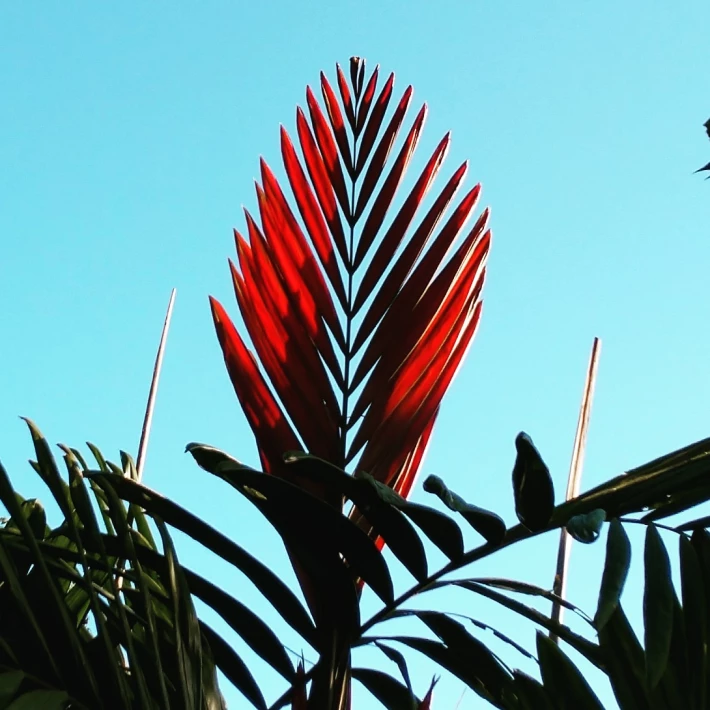 flame thrower palm