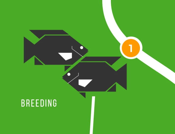 Tilapia Stage 1 Breeding