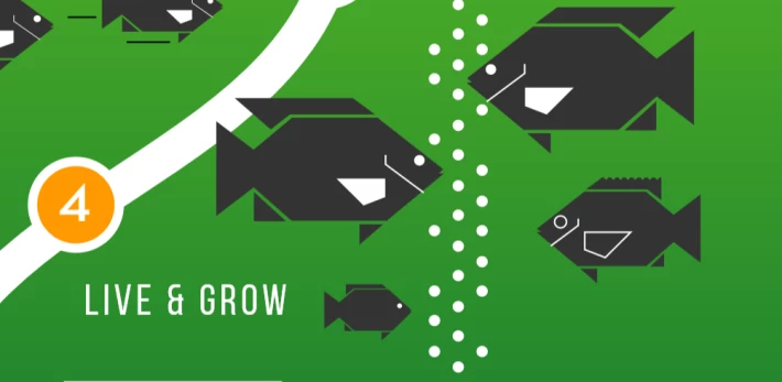 Tilapia Stage 4 Live and Grow