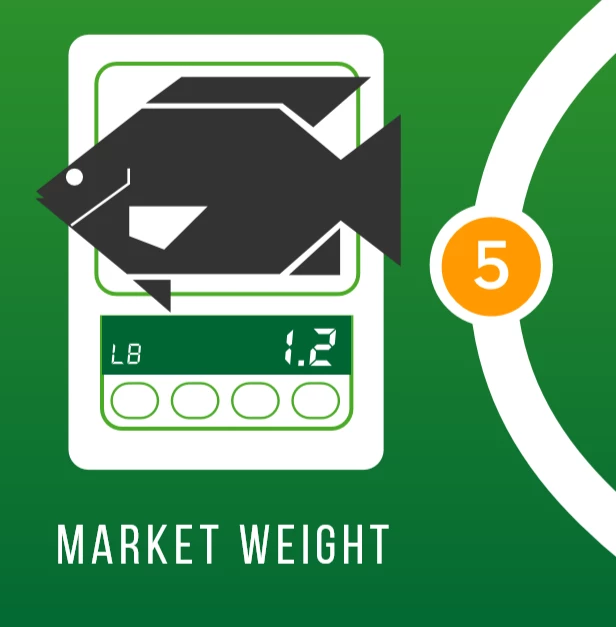 Tilapia Stage 5 Market Weight