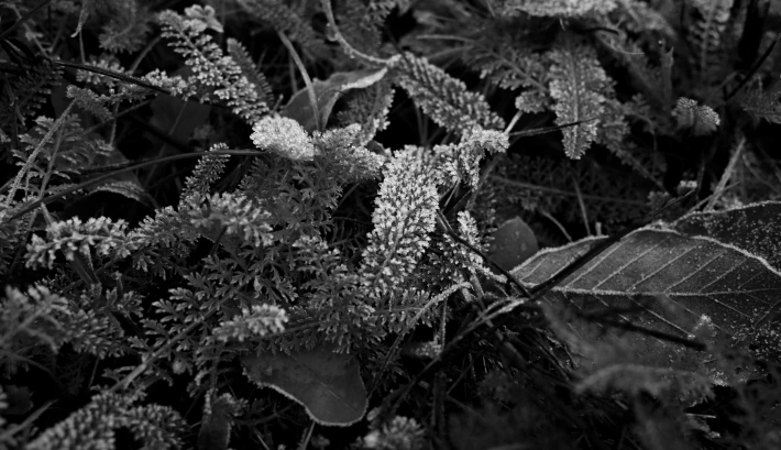 monochrome image foveon sensor