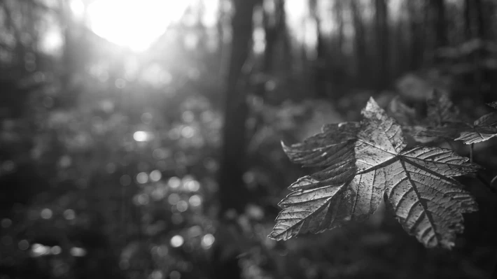 monochrome