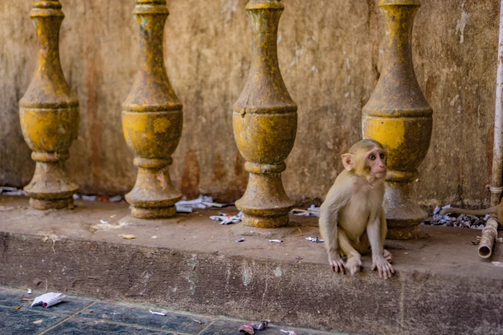 Mount Popa, Myanmar