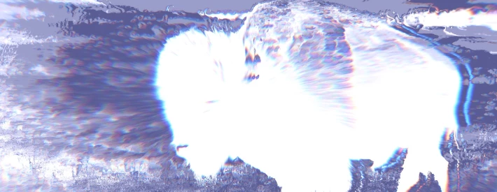 White buffalo