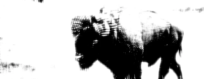 Buffalo black spirit