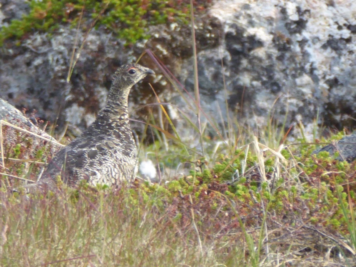 A bird