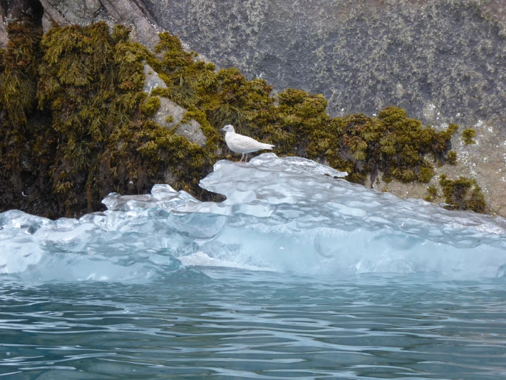Bird on small piece of ice