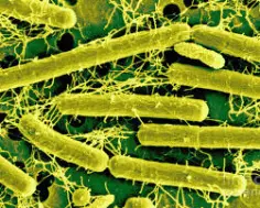 Lactobacillus