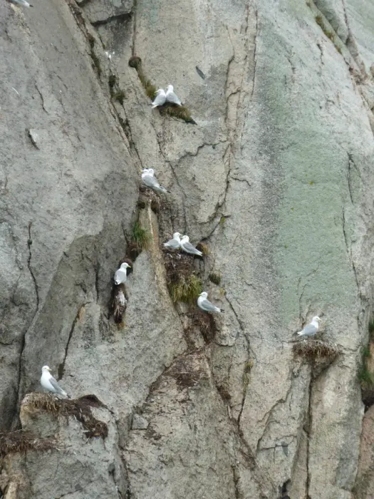Birds in the steep coast