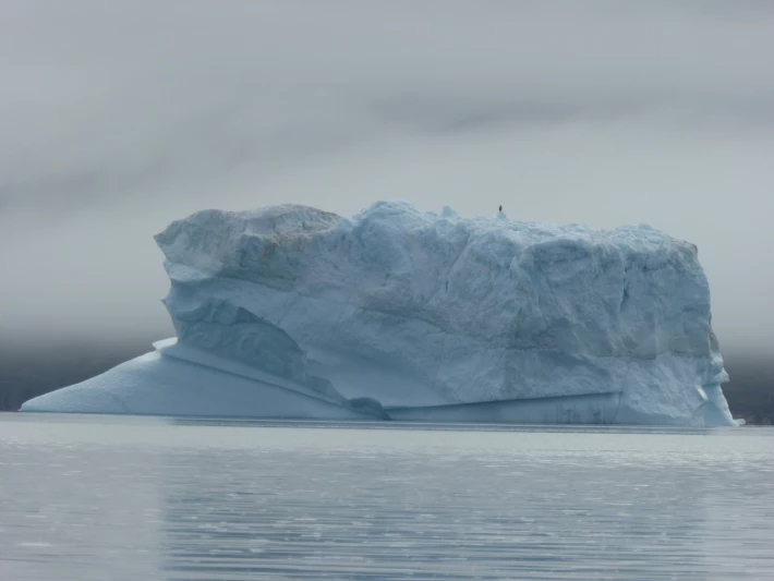 Sea eagle on iceberg