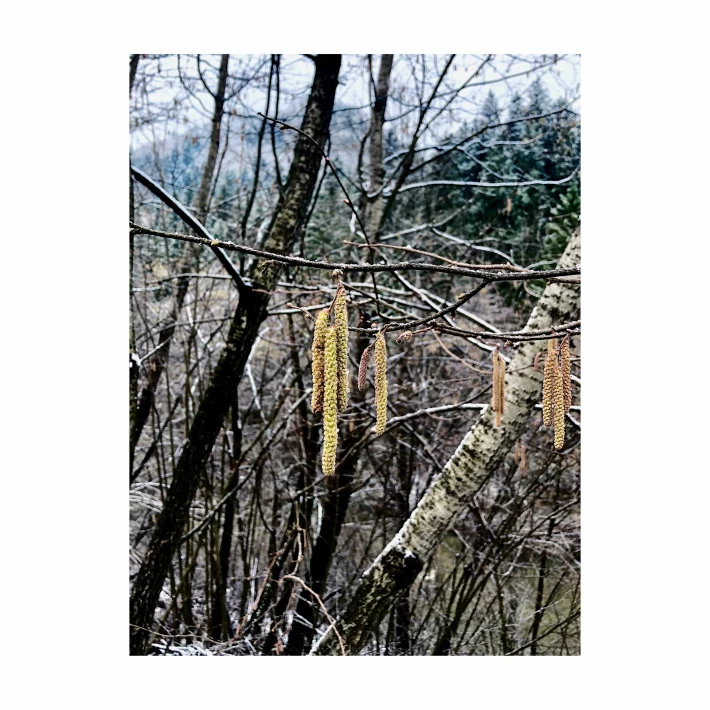 Postcard from Spring