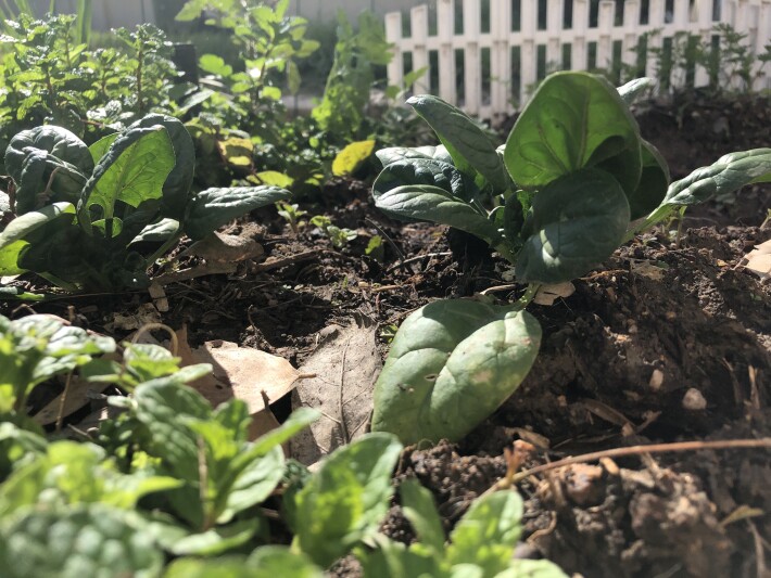 Beautiful spinach, with never-stopping mint in the foreground