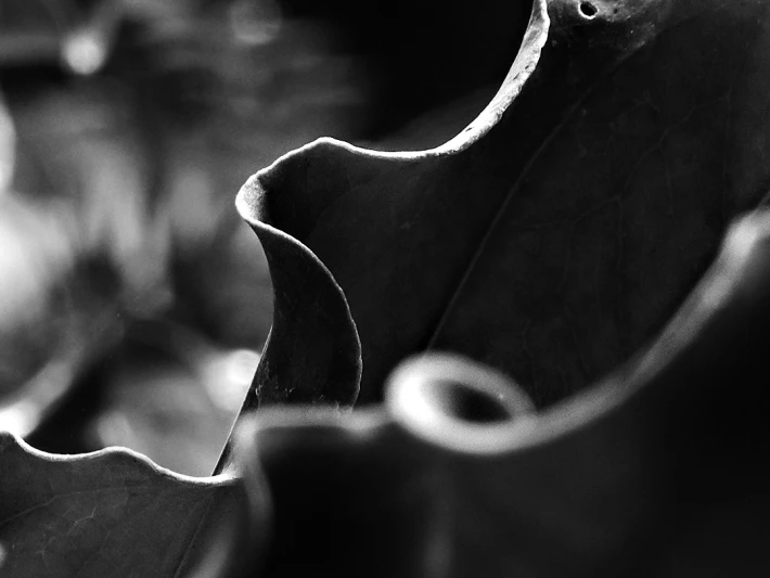 f/5.6 | 1/8s | ISO800 - Plant Curves