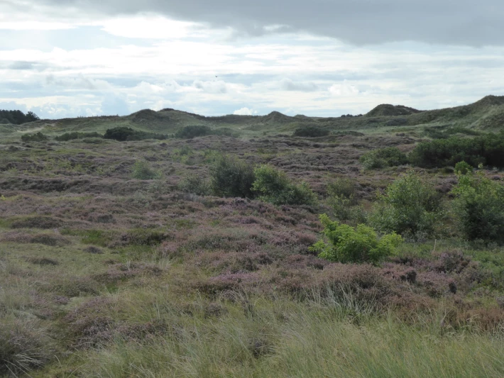 Heathland