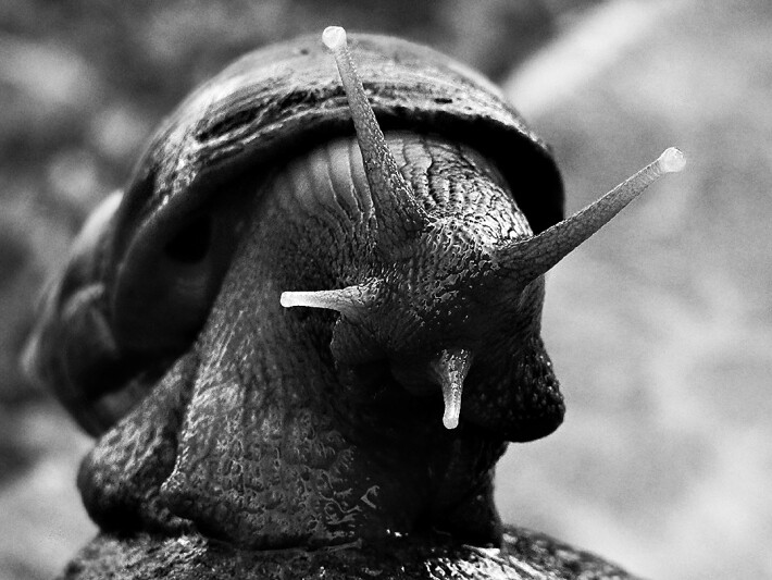 Snail - f/5.6 | 1/250s | 27mm | ISO800