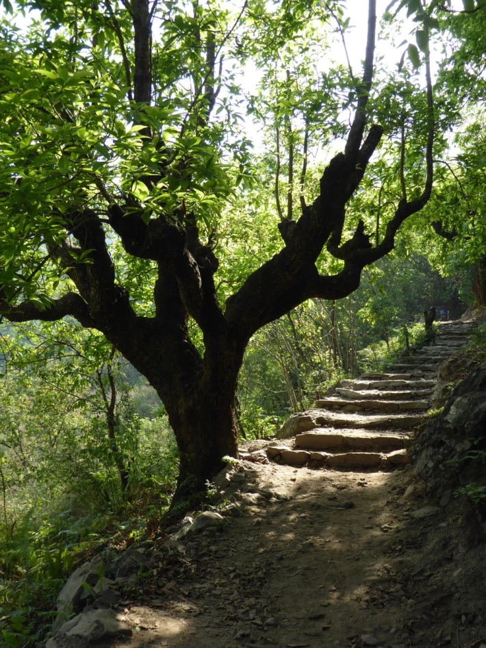 Path through the trees