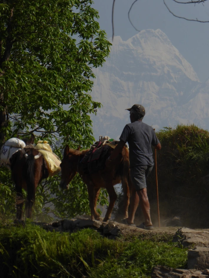 Donkeys carrying goods