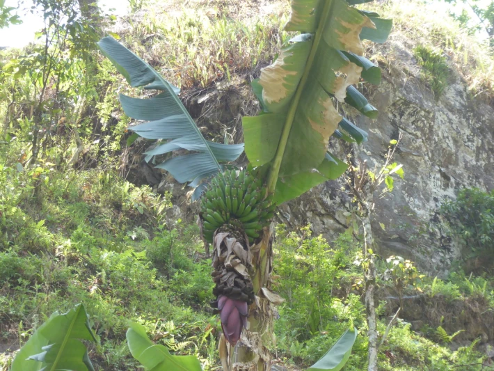 Bananas