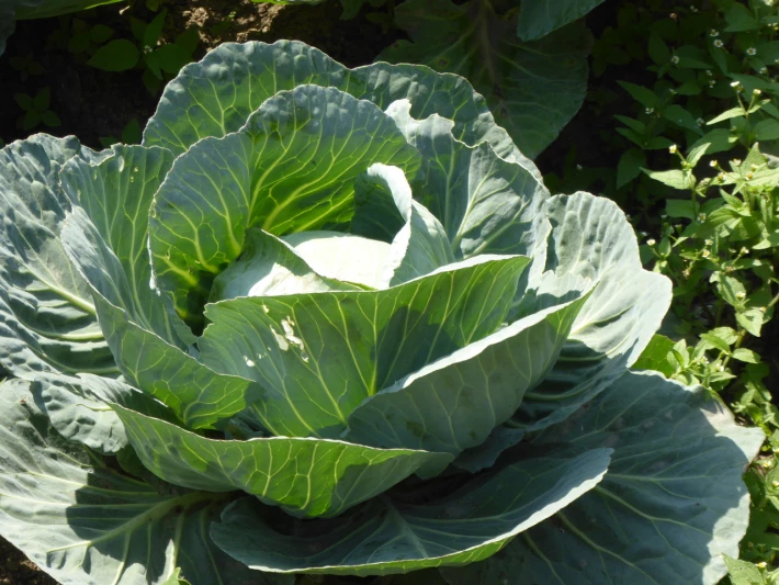 Cabbage