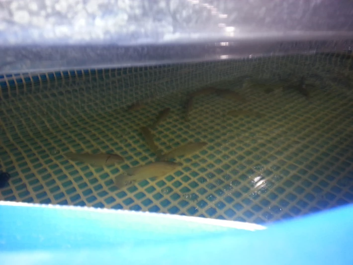 Fish swimming in pool