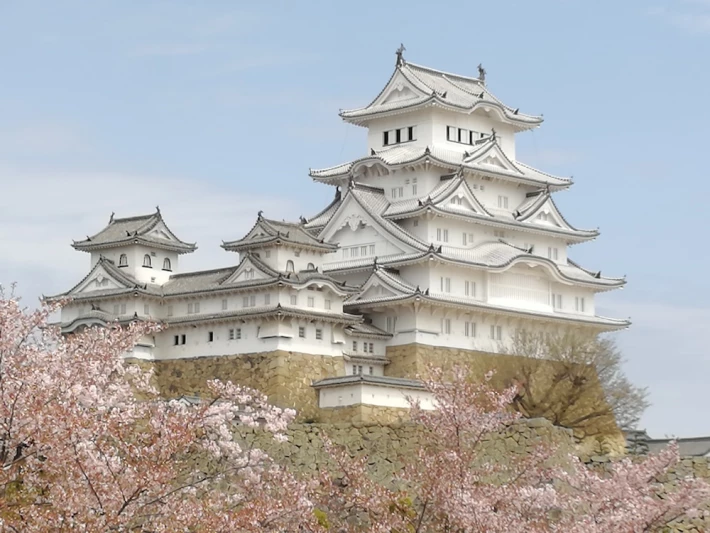 Himeji castle and blossom