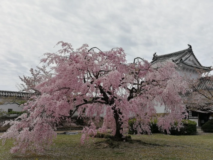 cherry blossom tree