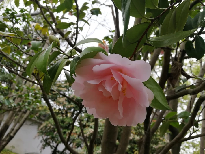 garden flower