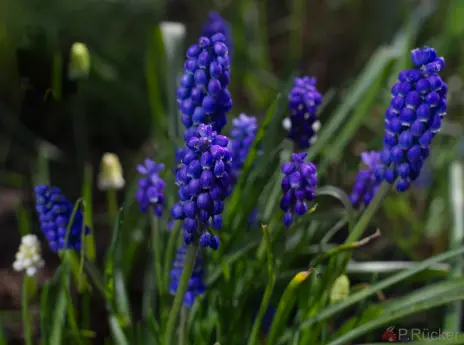 Muscari Latifolium