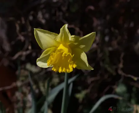narcissus