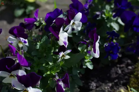 viola