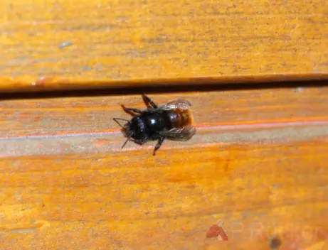 bee