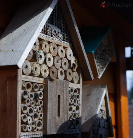 home of the bee